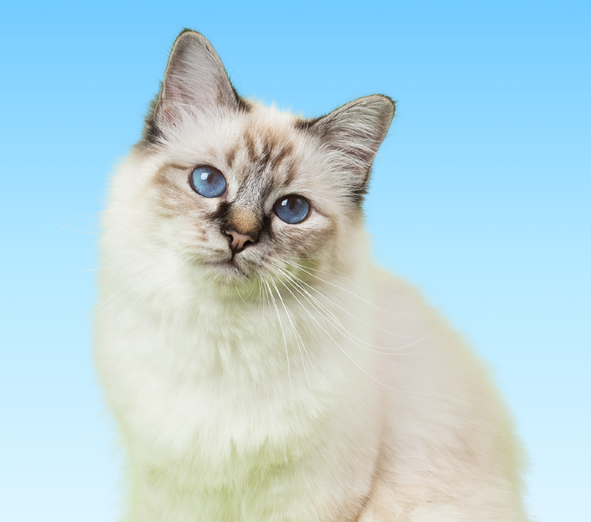 Formule Chat