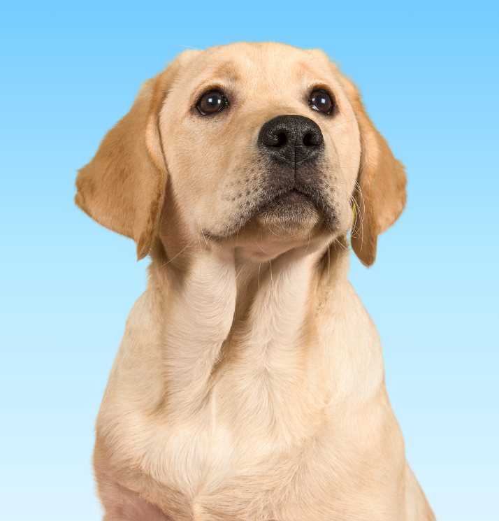 Formule Chien